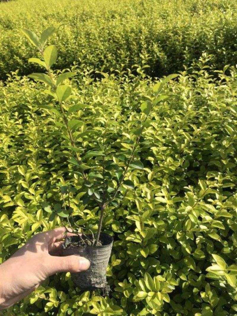 金叶女贞苗金色绿化景观苗庭院配景黄叶女贞树苗等各种女贞苗