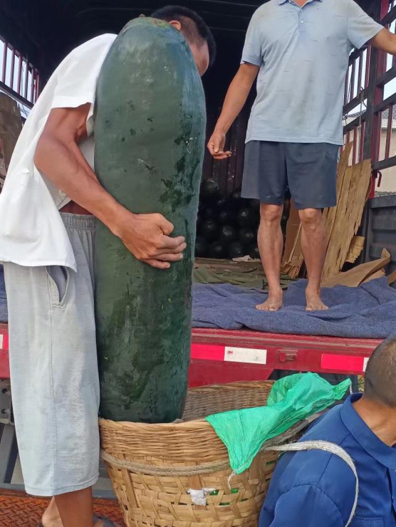自家种植黑皮吊冬瓜无中间费