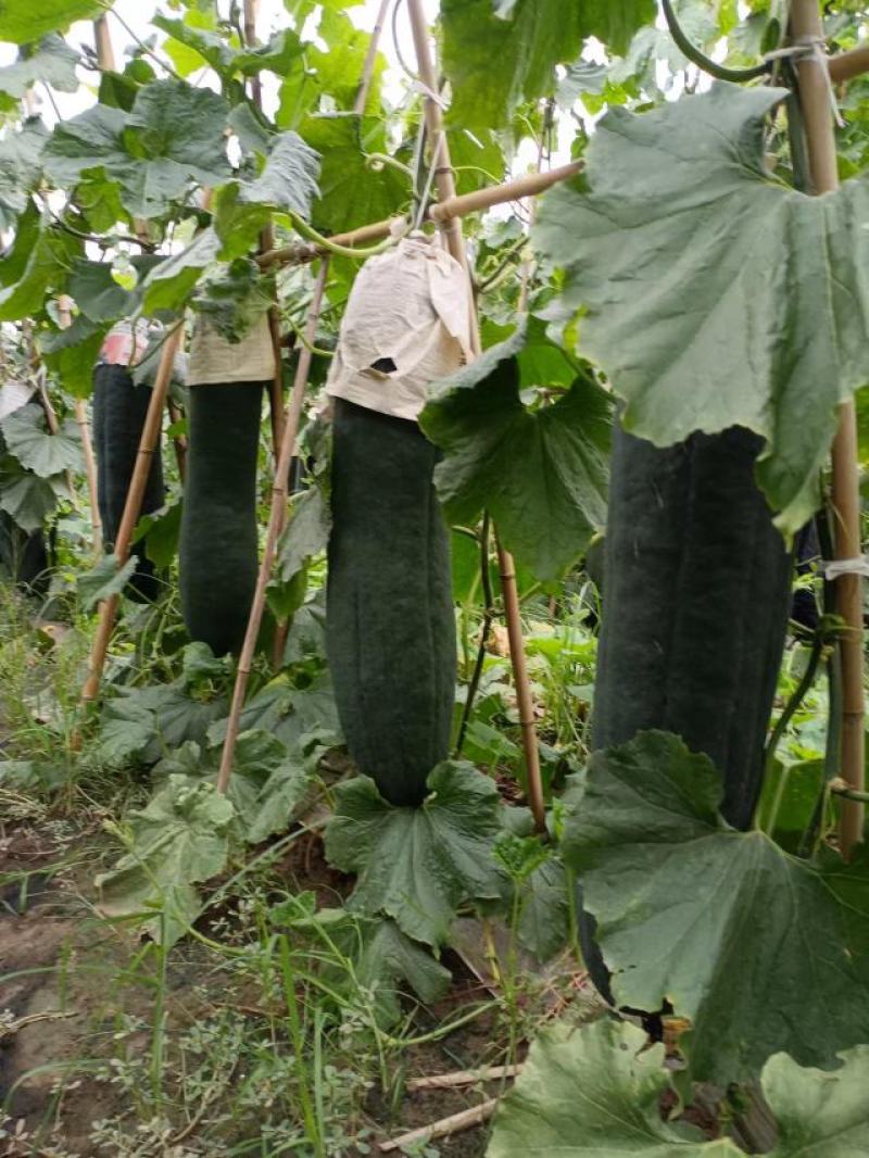 自家种植黑皮吊冬瓜无中间费