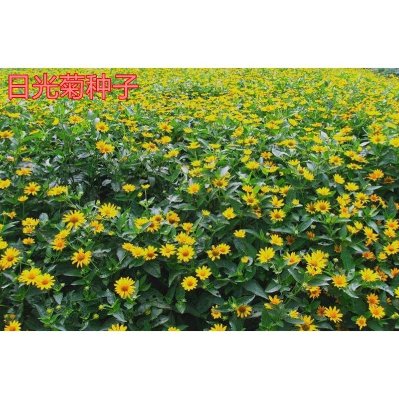 日光菊种子四季播种庭院花园花卉景观花卉种子耐寒易种
