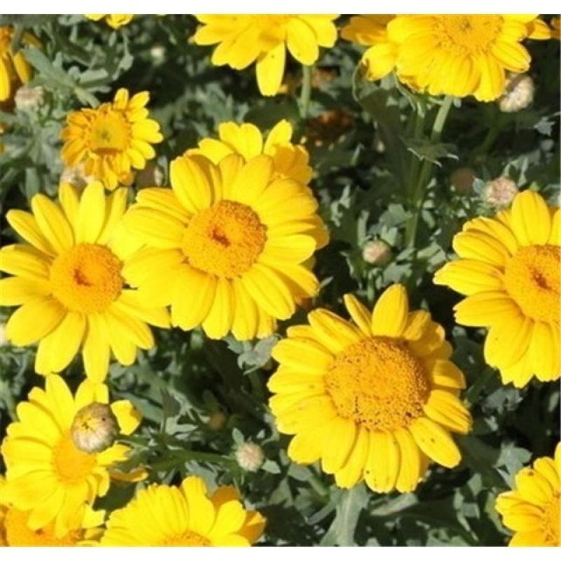 日光菊种子四季播种庭院花园花卉景观花卉种子耐寒易种