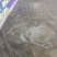 【鲜达】翘嘴白鱼1斤，天天发货全国物流配送次日到