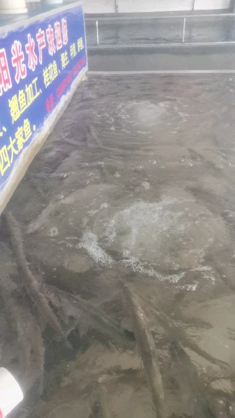 【鲜达】翘嘴白鱼1斤，天天发货全国物流配送次日到