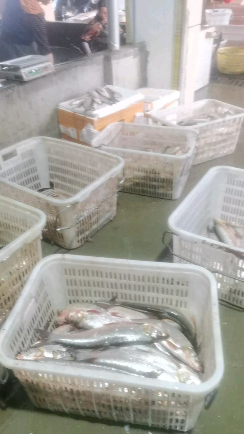 【鲜达】翘嘴白鱼1斤，天天发货全国物流配送次日到