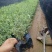 银姬小蜡花叶女贞金姬小蜡彩叶植物阳台庭院办公室盆栽绿植