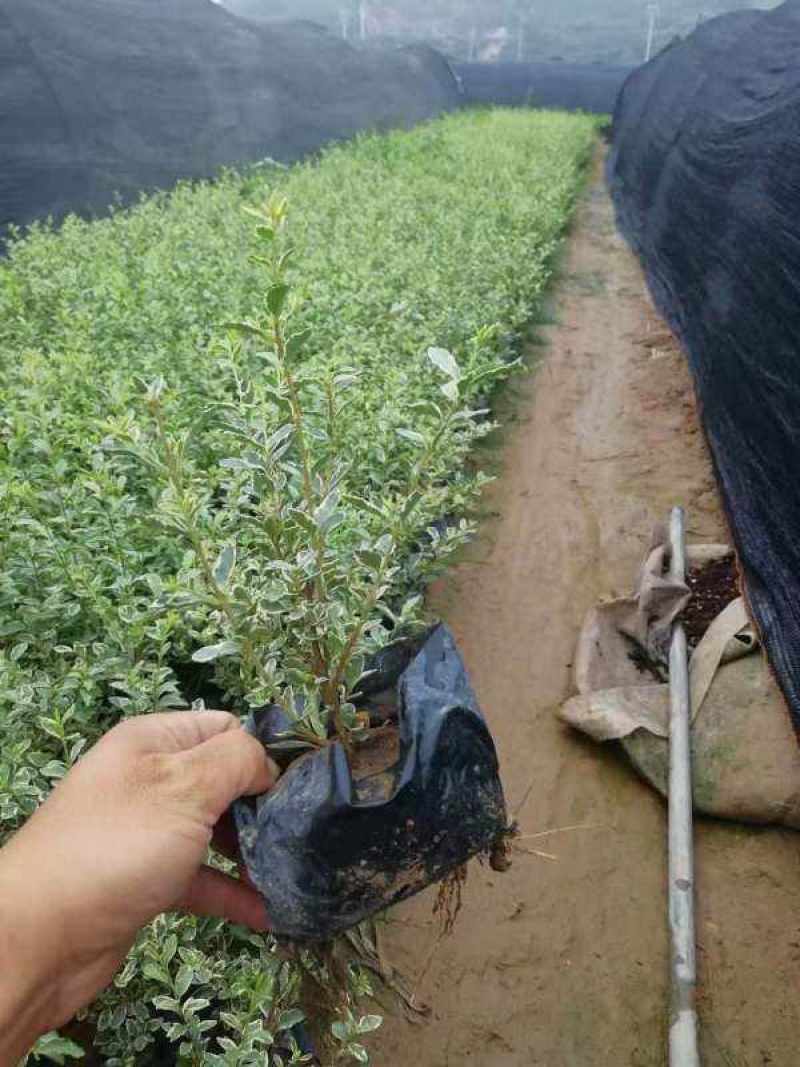 银姬小蜡花叶女贞金姬小蜡彩叶植物阳台庭院办公室盆栽绿植