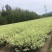 银姬小蜡花叶女贞金姬小蜡彩叶植物阳台庭院办公室盆栽绿植