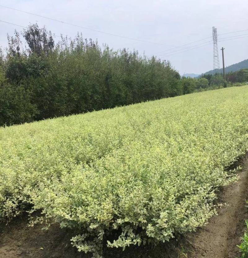 银姬小蜡花叶女贞金姬小蜡彩叶植物阳台庭院办公室盆栽绿植