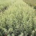 银姬小蜡花叶女贞金姬小蜡彩叶植物阳台庭院办公室盆栽绿植