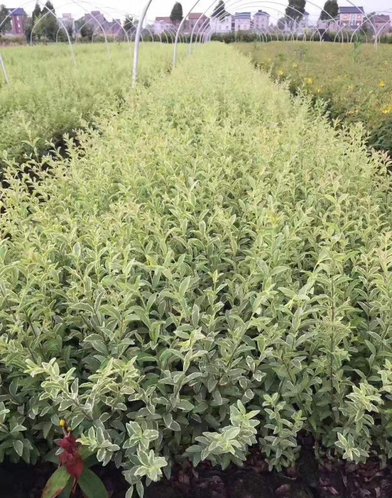银姬小蜡花叶女贞金姬小蜡彩叶植物阳台庭院办公室盆栽绿植