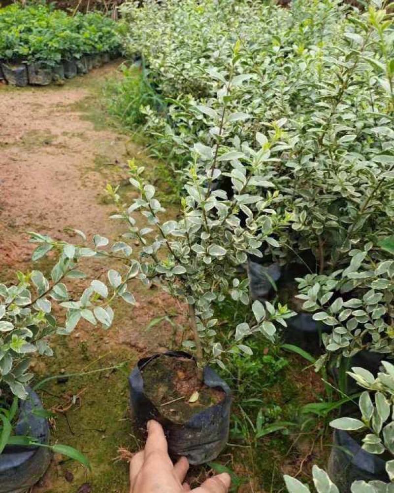 银姬小蜡花叶女贞金姬小蜡彩叶植物阳台庭院办公室盆栽绿植