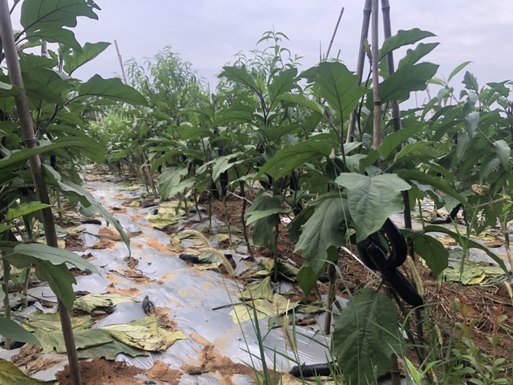 大面积连片种植的茄子田,绿意盎然,果实累累 茄子田间种植场景