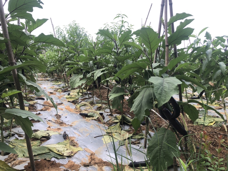 海茄子植物图