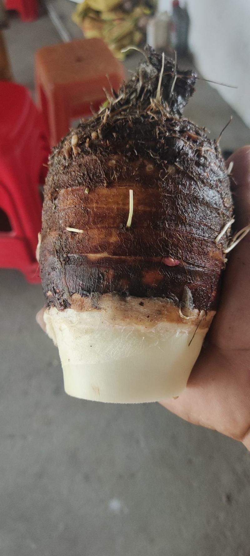 韶关芋头，香，粉，糯。开始上市了，