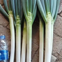 山东铁杆纲葱