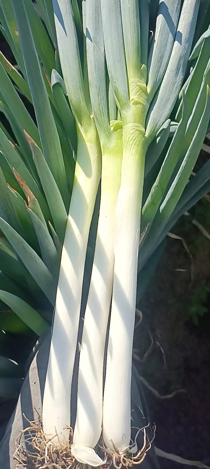 山东铁杆纲葱