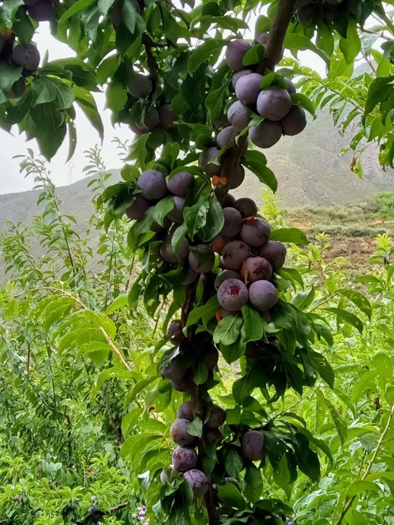 阿坝州高山脆红李大量上市了