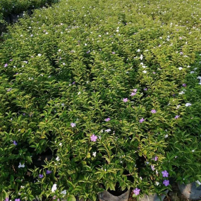 双色茉莉花盆栽浓香型四季开花不断变色鸳鸯番茉莉花苗绿植物