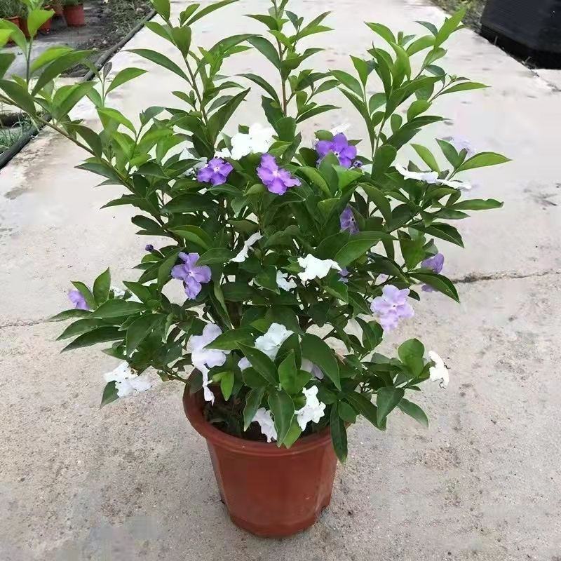 双色茉莉花盆栽浓香型四季开花不断变色鸳鸯番茉莉花苗绿植物