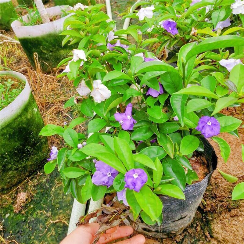 双色茉莉花盆栽浓香型四季开花不断变色鸳鸯番茉莉花苗绿植物