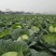 精品莲花白甘蓝包菜货源充足量大从优质量保证欢迎咨询