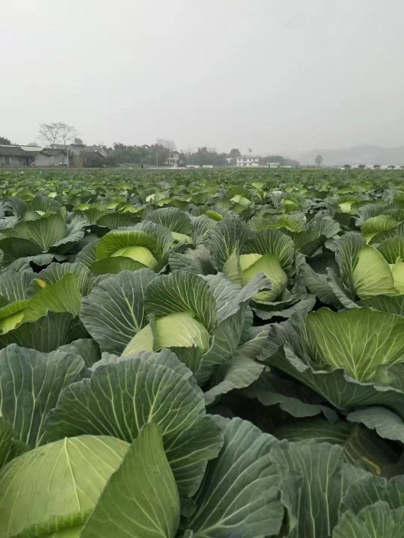 精品莲花白甘蓝包菜货源充足量大从优质量保证欢迎咨询