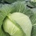 精品莲花白甘蓝包菜货源充足量大从优质量保证欢迎咨询