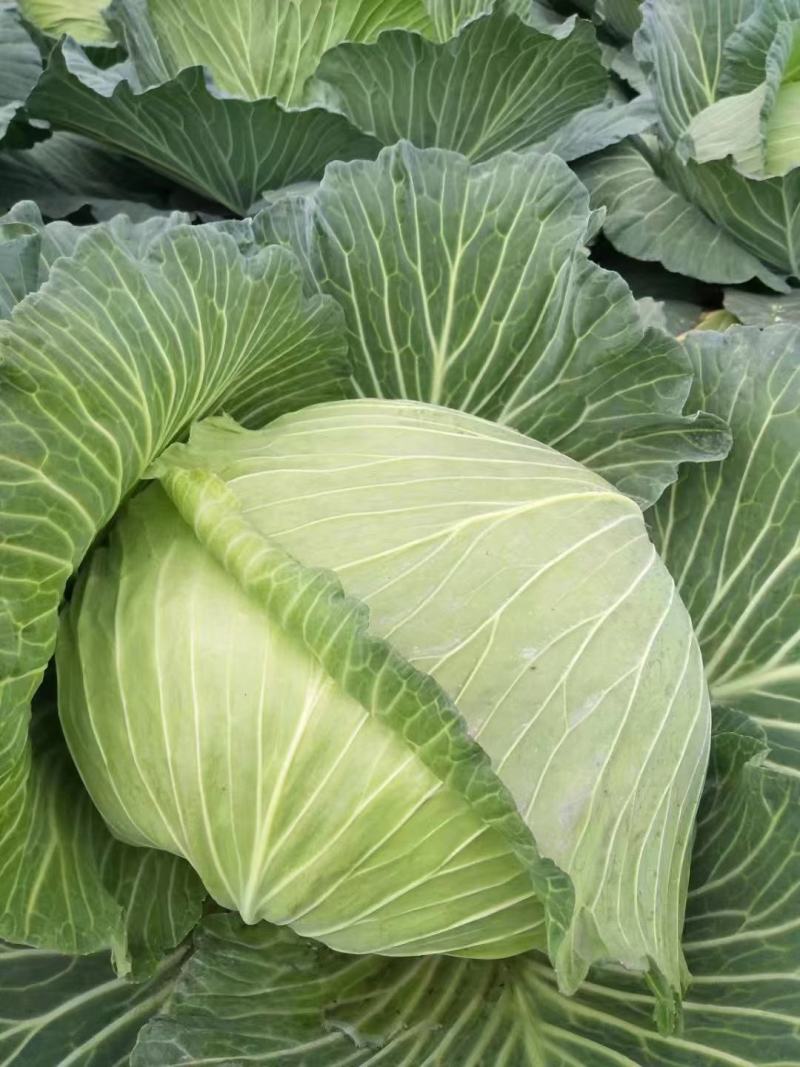 精品莲花白甘蓝包菜货源充足量大从优质量保证欢迎咨询