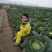 精品莲花白甘蓝包菜货源充足量大从优质量保证欢迎咨询
