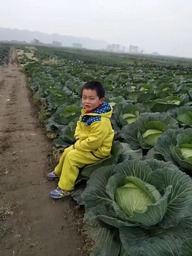 精品莲花白甘蓝包菜货源充足量大从优质量保证欢迎咨询