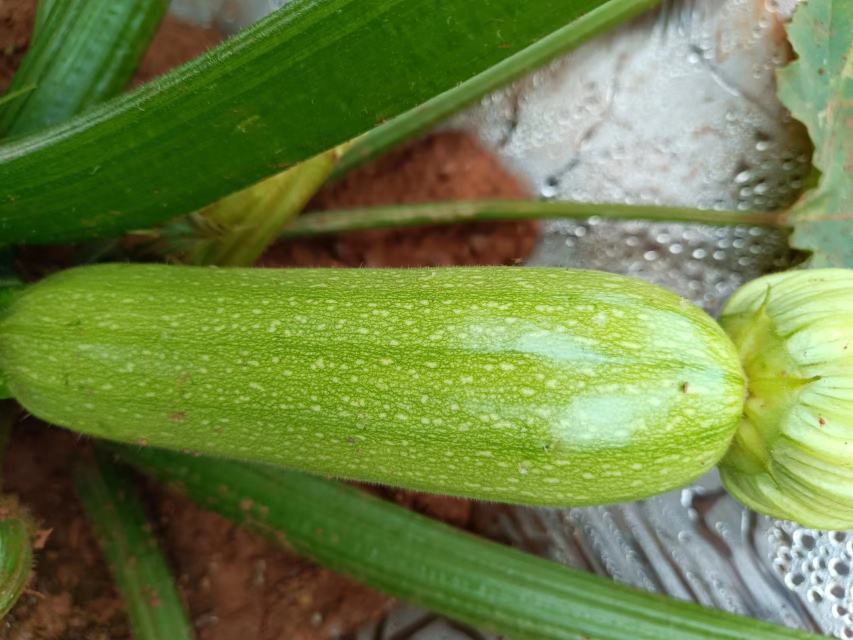 西葫芦与其他瓜类食材对比图