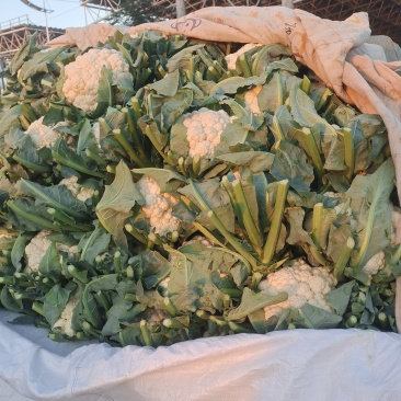 精品实花大量上市发全国各地市场电商