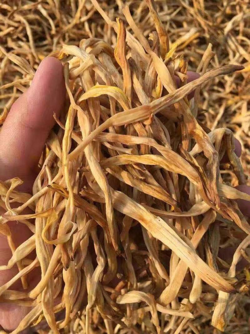 山西大同基地供应萱草种苗种子黄花菜种苗种子金针菜种苗种子