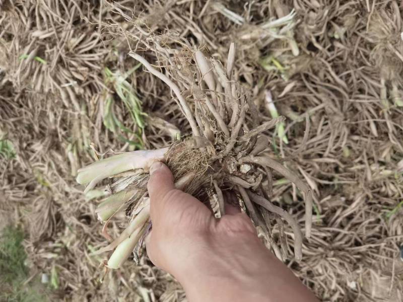 山西大同基地供应萱草种苗种子黄花菜种苗种子金针菜种苗种子