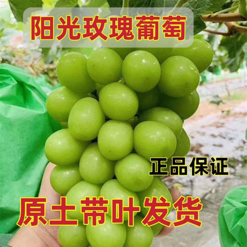 葡萄苗阳光玫瑰高枝条葡萄苗，嫁接阳光玫瑰葡萄苗