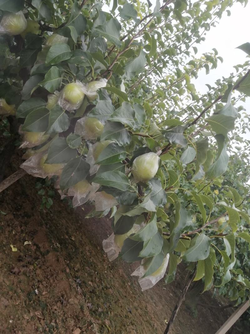 魏县鸭梨