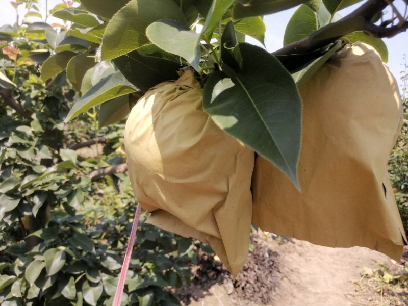 大量购销晚秋黄梨需要的客商欢迎咨询订购！