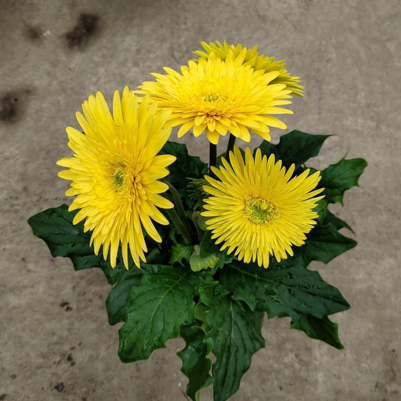 非洲菊带花苞盆栽鲜花苗扶郎花阳台室内外办公室花卉盆栽植物