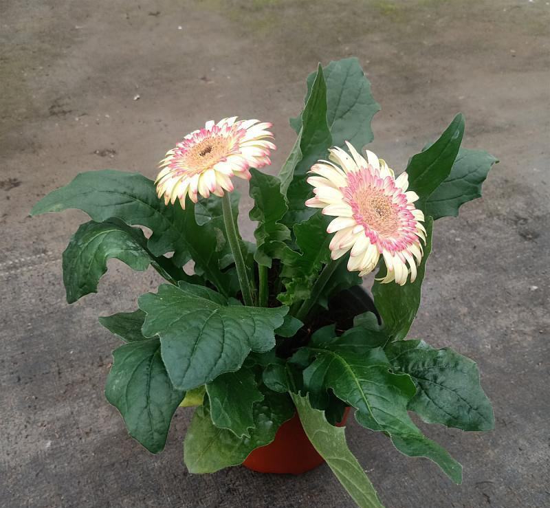 非洲菊带花苞盆栽鲜花苗扶郎花阳台室内外办公室花卉盆栽植物