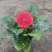 非洲菊带花苞盆栽鲜花苗扶郎花阳台室内外办公室花卉盆栽植物