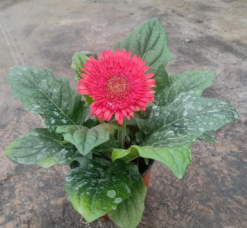 非洲菊带花苞盆栽鲜花苗扶郎花阳台室内外办公室花卉盆栽植物