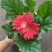非洲菊带花苞盆栽鲜花苗扶郎花阳台室内外办公室花卉盆栽植物