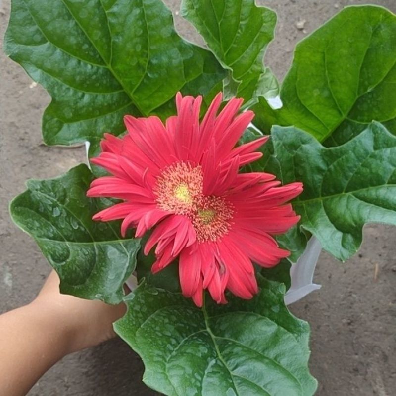 非洲菊带花苞盆栽鲜花苗扶郎花阳台室内外办公室花卉盆栽植物