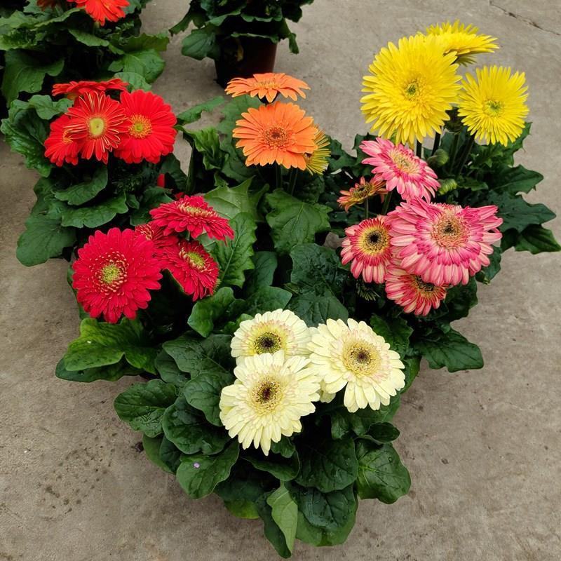 非洲菊带花苞盆栽鲜花苗扶郎花阳台室内外办公室花卉盆栽植物