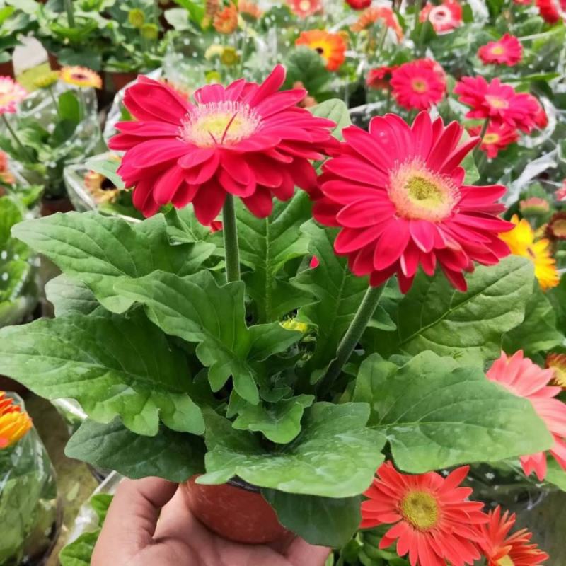 非洲菊带花苞盆栽鲜花苗扶郎花阳台室内外办公室花卉盆栽植物