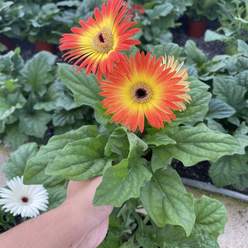 非洲菊带花苞盆栽鲜花苗扶郎花阳台室内外办公室花卉盆栽植物