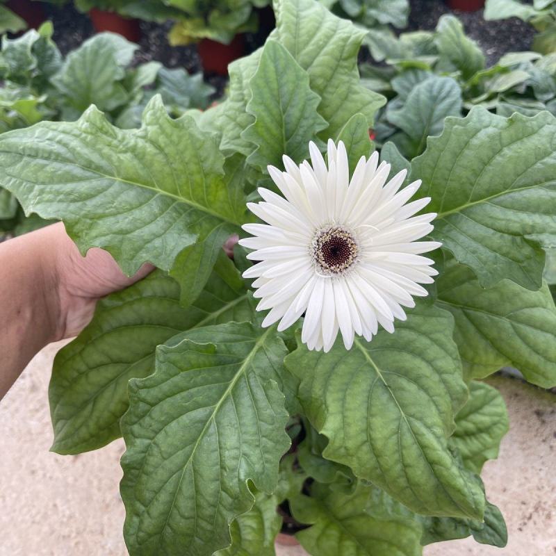 非洲菊带花苞盆栽鲜花苗扶郎花阳台室内外办公室花卉盆栽植物