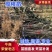 【热销】樱桃苗樱桃树苗保证品质基地直供成活率高提