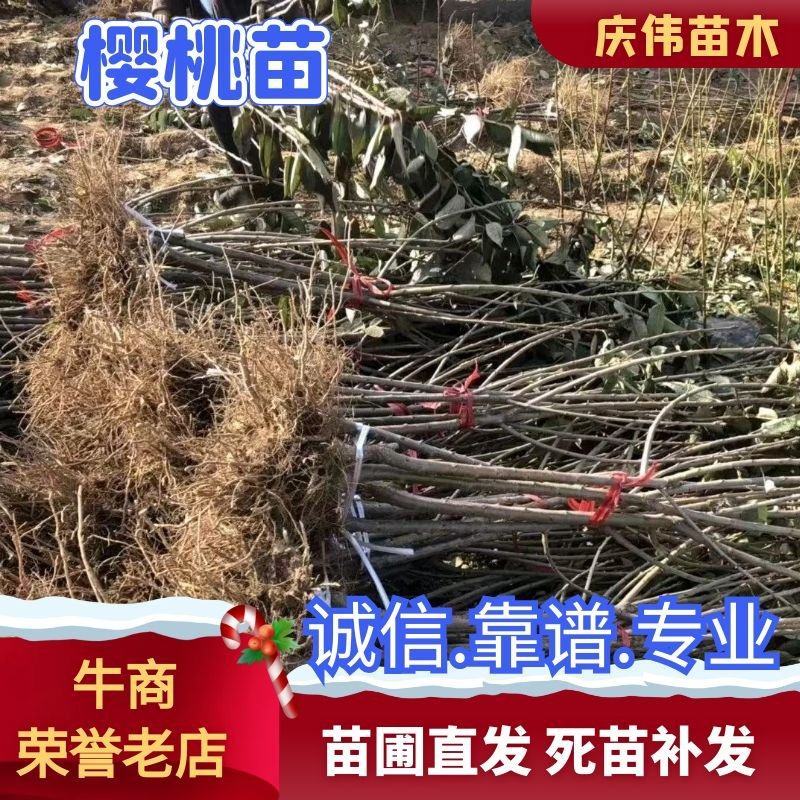 【热销】樱桃苗樱桃树苗保证品质基地直供成活率高提