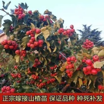 山楂苗，山楂树苗，一手货源，基地直供，大量供应，
